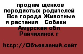 продам щенков породистых родителей - Все города Животные и растения » Собаки   . Амурская обл.,Райчихинск г.